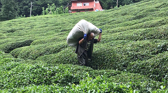 İl dışındakiler çay hasadı için Rize'ye gelemeyecek