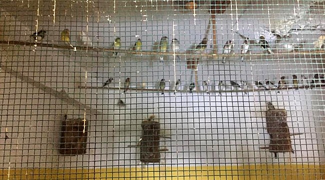 Rize'de koruma altındaki kuşları besleyen kişiye para cezası