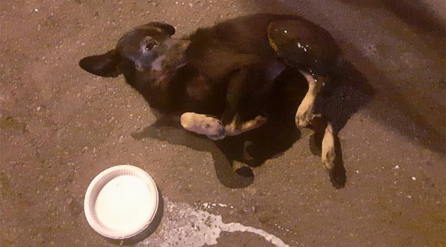 Rize'de ezilen sokak köpeği dakikalarca can çekişti