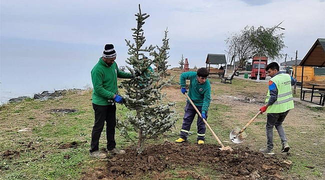 Rize Belediyesi yeşillendirmeye devam ediyor