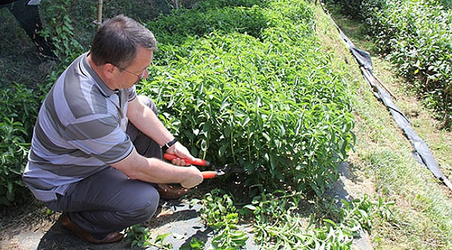 Çaykur, kalorisiz şeker üretimine başladı