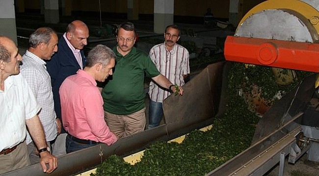 Çaykur Organik Gübre için çalışıyor