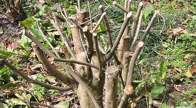 Budama yapmayanlar Çaykur'a çay satamayacak