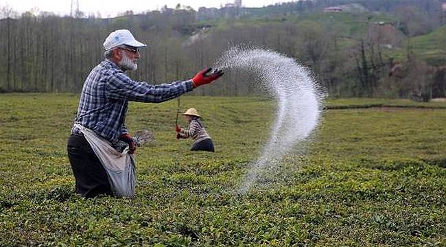 Çay gübresi birinci sürgünden sonra verilsin