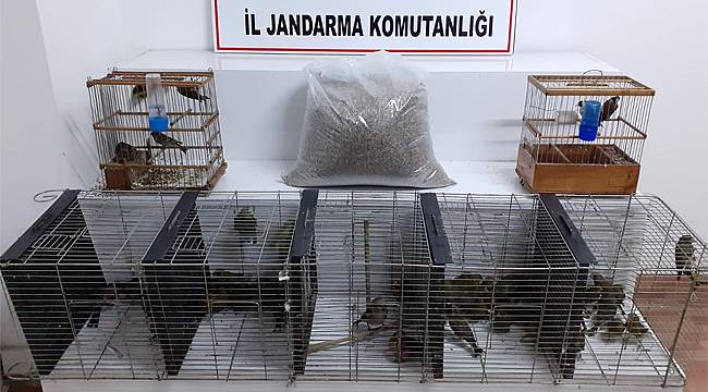 Fındıklı'da kuş operasyonu: 47 bin 347 TL ceza