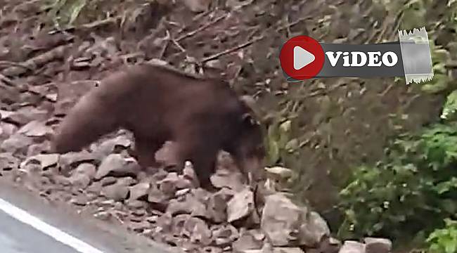 Çamlıhemşin'de 2 yavru ayı ve anneleri karayoluna indi