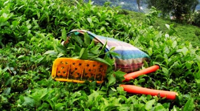 2020 yılı yaş çay taban fiyatı tatmin etmedi