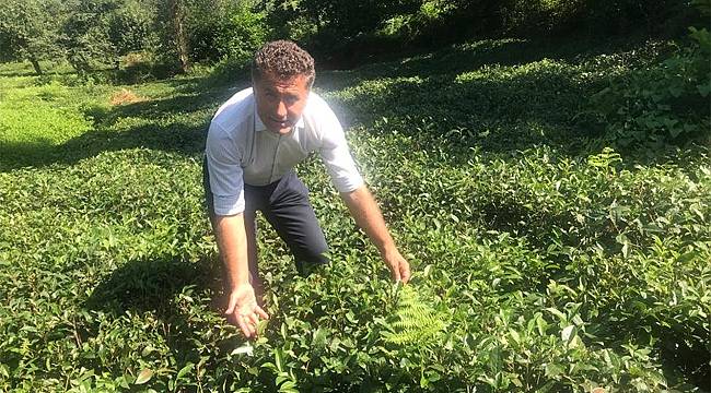 Sarıbal: Amacınız çayın toplanmaması mı?