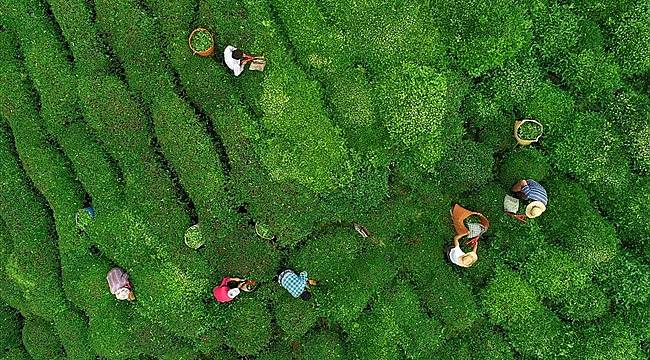 Yaş çay taban fiyatı açıklanıyor
