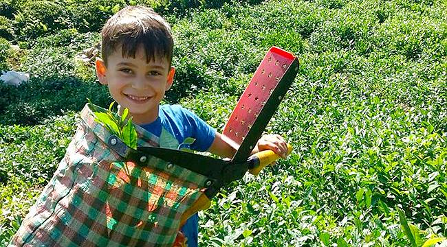 Çaykur ilk 2 günde 10 bin ton yaş çay aldı
