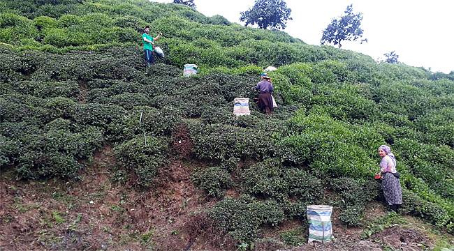 Rize'de kampanya açılmadan üretici çaylığa girdi