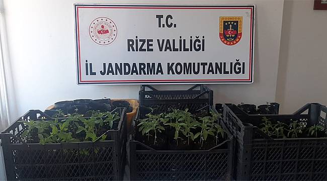 Rize'de kenevir yetiştiren 2 kişi yakalandı