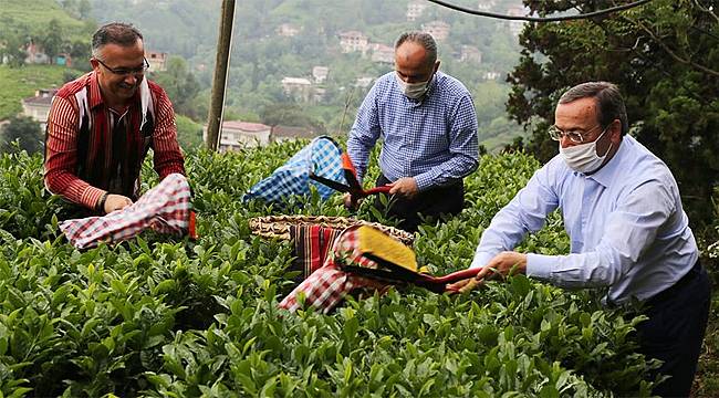 Vali Çeber makası eline aldı, çay hasadına başladı