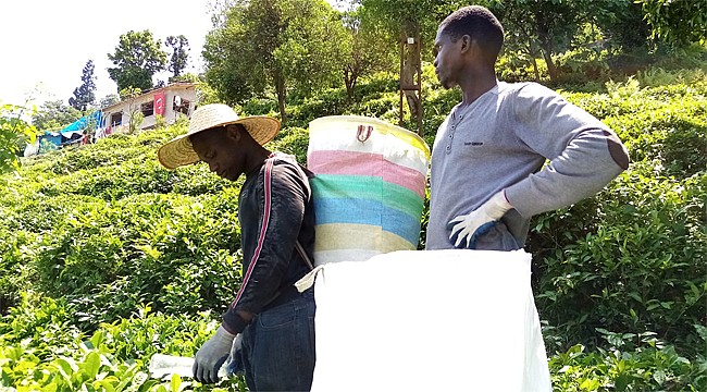 Senegal, Afgan ve Özbekler Rize'de çay hasadı yapıyor