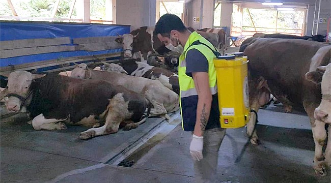 Rize'de kurban satış ve kesim alanlarında sıkı kovid-19 tedbirleri