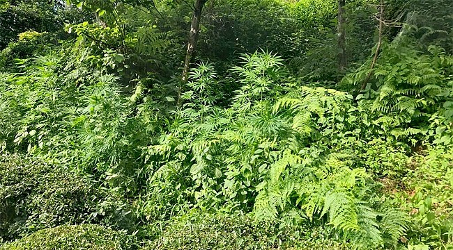 Çayeli'nde kenevir operasyonu: 4 kişi tutuklandı