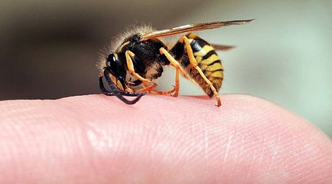 Derepazarı'nda arı sokan kadın hayatını kaybetti