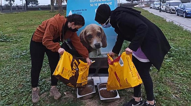 Rize'de kadınlar sokak hayvanları için seferber oldu