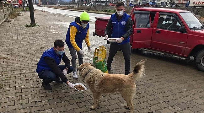 Sokağa çıkma kısıtlamasında Sokak Hayvanları unutulmadı