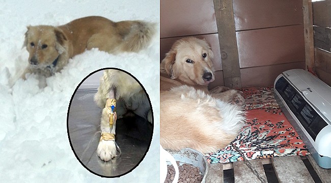 Karda oynayarak hasta olan köpeğini, kulübesine koyduğu klima ile ısıttı