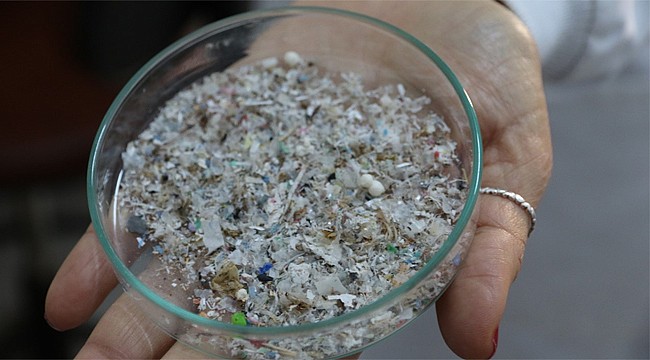 Denize atılan plastikler balık türleri için tehlike yaratıyor
