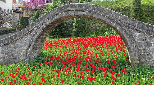 Rize'de 50 bin Lale ile renk cümbüşü