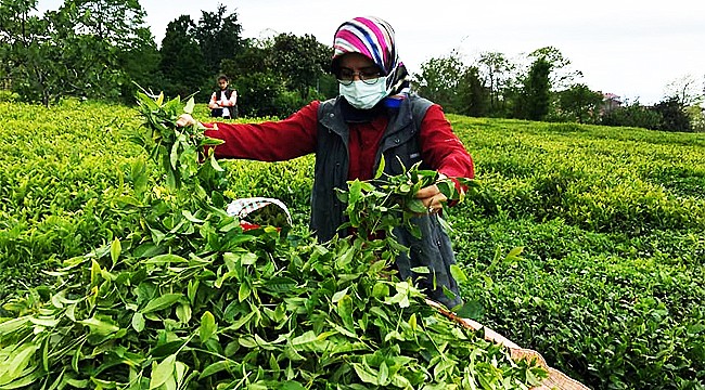 2021 yılı yaş çay taban fiyatı belli oldu