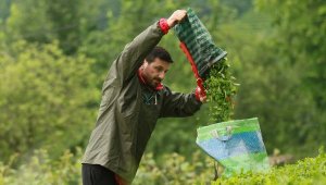 Davut Güloğlu pandemi stresini Rize'de atıyor
