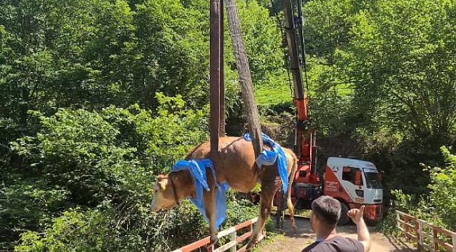 Pazar'da dere yatağına düşen inek vinçle kurtarıldı