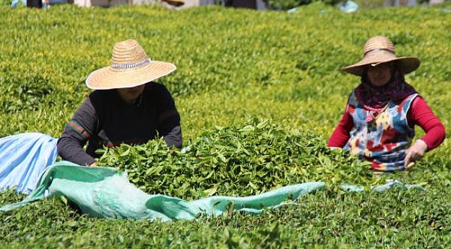 Rize'de vaka sayılarının artmasından endişe ediliyor