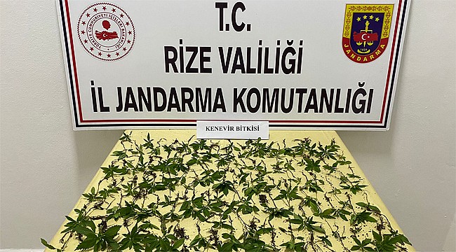 Rize'de saksıda kenevir yetiştiren kişi yakalandı