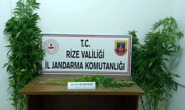 Bahçesinde kenevir yetiştiren kişi yakalandı