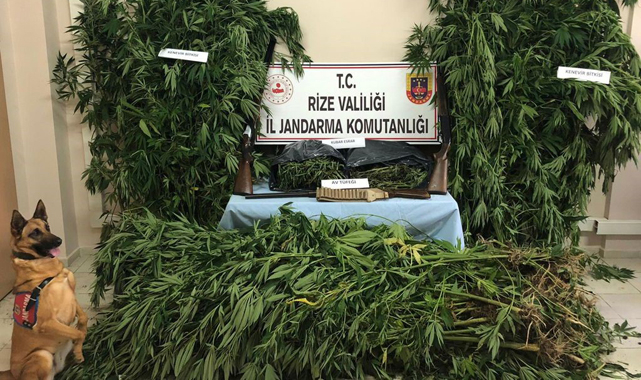Rize Jandarması 1 ayda 10 kilo esrar ve 263 şüpheli yakaladı
