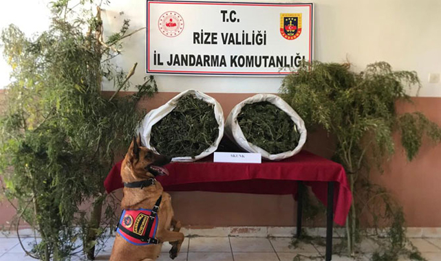 Rize'de 12 kilo uyuşturucu yakalandı