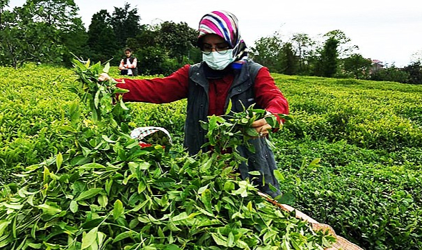 Yaş Çay Destekleme Bedeli 7 yıl oldu, değişmedi