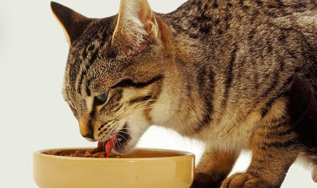 Kedi Maması ve Kedi Ürünleri Ekonomik Fiyatlarla Uygunpetgross.com.tr'de!