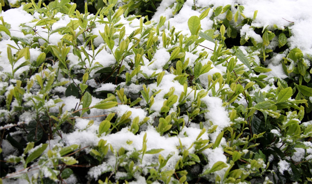 Kar ile birlikte bu yıl çayda kalite ve bereket artacak