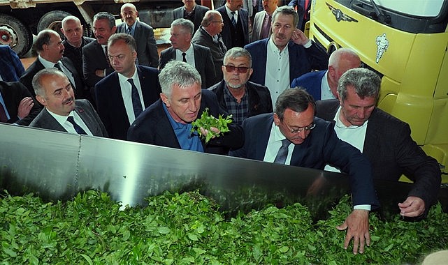 Çay hasat olgunluğuna ulaştı, taze taze toplanmalı