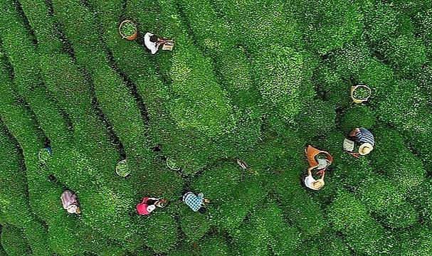 Çaykur 2022 yaş çay sezonunu açtı