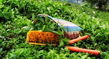 Cumhurbaşkanı Erdoğan yaş çay taban fiyatını açıkladı