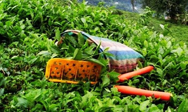 Cumhurbaşkanı Erdoğan yaş çay taban fiyatını açıkladı