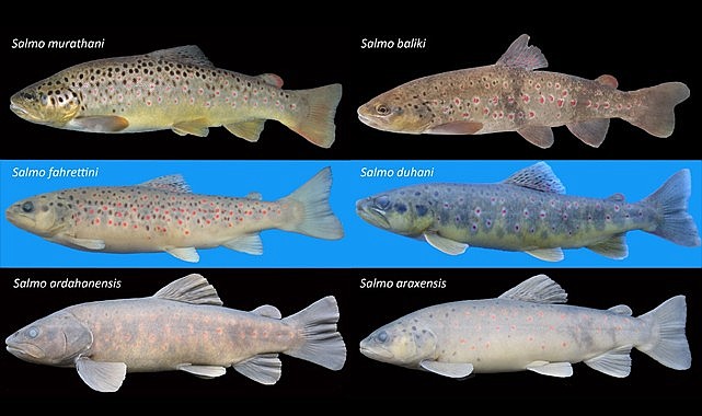 RTEÜ tarafından 6 yeni Alabalık türü keşfedildi