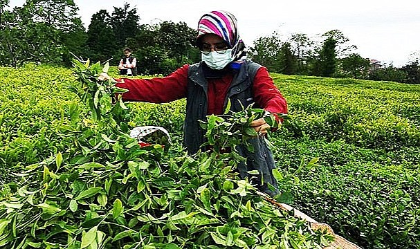 Yaş çay desteklemesine dönüm başı kotası getirildi
