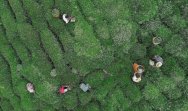 Çaykur'da ikinci sürgün kotası 550 kilo