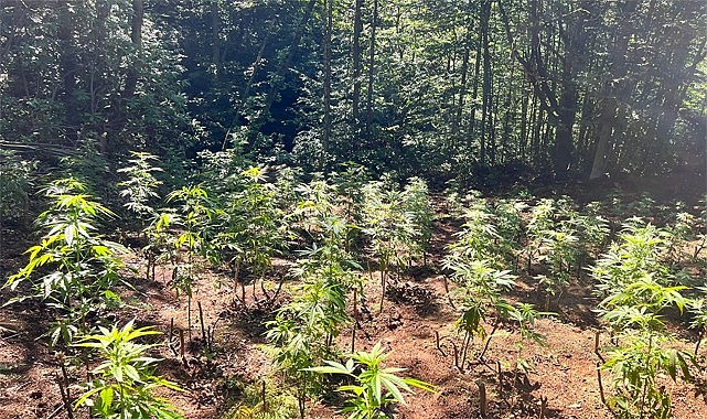 Kalkandere'de ormanda kenevir yetiştiren 2 kişi yakalandı