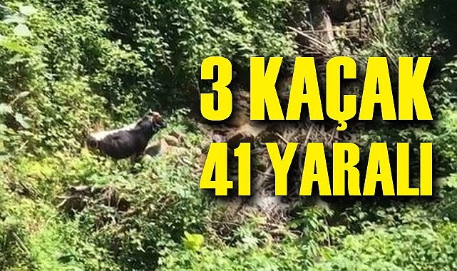 Rize'de kurban klasikleri devam etti