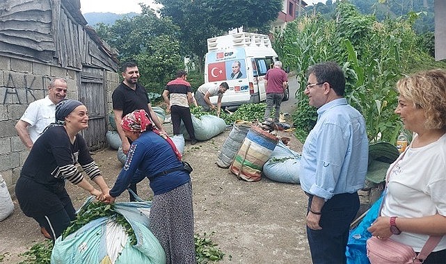 CHP, çay üreticisinin sorunlarını yerinde dinledi