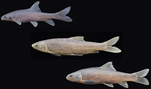 RTEÜ, dünya balık faunası için yeni bir cins keşfetti