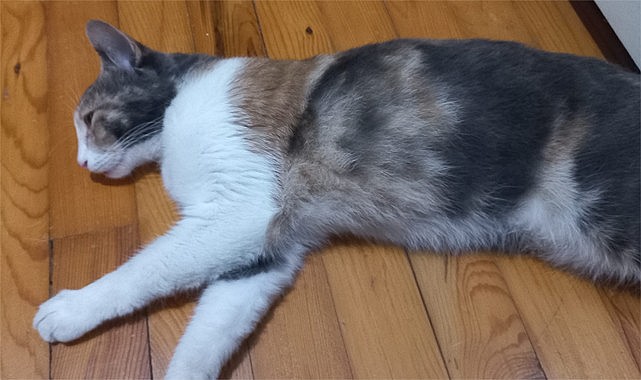 Rize’de arabanın çarptığı Duman’ın yaşaması için ameliyat olması gerekiyor