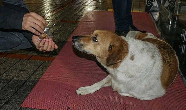 Yeniden Refah Gençliği sokak hayvanları için sahada